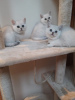 Photo №3. De jolis chatons British shorthair blancs disponibles maintenant à la vente. Allemagne