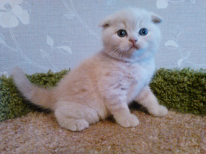 Photo №1. scottish fold - à vendre en ville de Saint-Pétersbourg | 248€ | Annonce № 6204