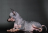 Photos supplémentaires: Chiots American Hairless Terrier