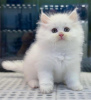 Photo №3. Продажа белых короткошерстных котят. USA
