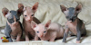 Photo №1. sphynx - à vendre en ville de Антверпен | 250€ | Annonce № 115083