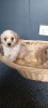 Photo №3. Chiot Maltipoo. USA