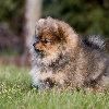 Photos supplémentaires: chiots poméraniens