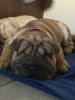 Photos supplémentaires: 3 szczenięta Shar Pei na sprzedaż