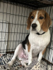 Photo №1. beagle - à vendre en ville de Берч Ран | 473€ | Annonce №103232