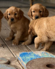 Photo №1. golden retriever - à vendre en ville de Франкфурт-на-Майне | 650€ | Annonce №110094