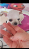 Photo №1. chihuahua - à vendre en ville de Belgrade | négocié | Annonce №70398