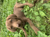 Photo №1. labrador retriever - à vendre en ville de Tbilissi | Gratuit | Annonce №61164