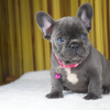 Photo №4. Je vais vendre bouledogue en ville de Mielno. annonce privée - prix - 300€