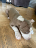 Photo №1. american pit bull terrier - à vendre en ville de Tbilissi | 95€ | Annonce №106779