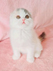 Photo №2 de l'annonce № 123045 de la vente scottish fold - acheter à Hongrie annonce privée