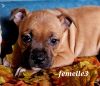 Photo №2 de l'annonce № 78623 de la vente staffordshire bull terrier - acheter à France éleveur