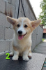 Photo №4. Je vais vendre welsh corgi en ville de Zrenjanin. éleveur - prix - négocié