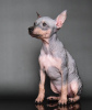 Photos supplémentaires: Chiots American Hairless Terrier