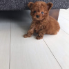 Photo №1. caniche (jouet) - à vendre en ville de Munich | 450€ | Annonce №106823