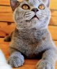 Photo №4. Je vais vendre british shorthair en ville de Munich. annonce privée - prix - 255€