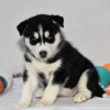 Photo №2 de l'annonce № 45615 de la vente husky de sibérie - acheter à USA annonce privée