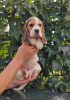 Photo №1. beagle - à vendre en ville de Бердянск | 350€ | Annonce №68895