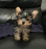 Photo №1. yorkshire terrier - à vendre en ville de Аугсбург | 265€ | Annonce №119355