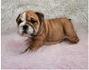 Photo №1. bulldog anglais - à vendre en ville de Bremen | Gratuit | Annonce №95086