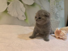 Photo №2 de l'annonce № 118355 de la vente scottish fold - acheter à Allemagne éleveur