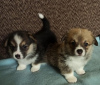 Photo №2 de l'annonce № 113345 de la vente welsh corgi - acheter à Serbie 