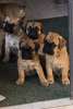 Photo №1. bullmastiff - à vendre en ville de Timișoara | 1500€ | Annonce №120061