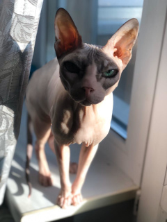 Photo №4. Je vais vendre sphynx en ville de Москва. de l'abri - prix - Gratuit