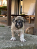 Photo №2 de l'annonce № 106831 de la vente bulldog anglais - acheter à Serbie 
