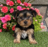 Photo №1. yorkshire terrier - à vendre en ville de Калифорния Сити | 379€ | Annonce №115295