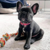 Photo №1. bouledogue - à vendre en ville de Эспоо | négocié | Annonce №123681