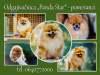 Photos supplémentaires: Chiots Spitz de Poméranie