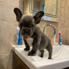 Photo №1. bouledogue - à vendre en ville de Leipzig | négocié | Annonce №32242