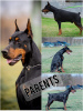 Photo №1. dobermann - à vendre en ville de Belgrade | négocié | Annonce №115573