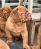 Photo №1. bullmastiff - à vendre en ville de Stockholm | négocié | Annonce №113203