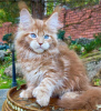 Photo №1. maine coon - à vendre en ville de Калифорния Сити | 284€ | Annonce № 77891