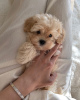 Photos supplémentaires: Chiots Maltipoo élevés dans une maison familiale