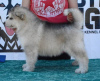 Photo №3. Chiots Malamute d'Alaska. Serbie