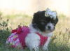 Photo №3. Chiots Shih Tzu AWFHH. Allemagne