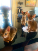 Photos supplémentaires: Je vendrai des chatons de la race Abyssin
