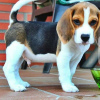 Photo №1. beagle - à vendre en ville de Baden-Baden | 376€ | Annonce №127637