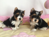 Photo №1. yorkshire terrier - à vendre en ville de Gelsenkirchen | 400€ | Annonce №95027