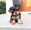 Photo №1. yorkshire terrier - à vendre en ville de Харлем | Gratuit | Annonce №123934