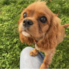 Photo №3. cavalier roi Charles Spaniel. Allemagne