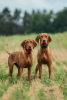 Photos supplémentaires: Chiot Vizsla hongrois