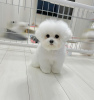 Photo №1. bichon à poil frisé - à vendre en ville de Prague | négocié | Annonce №111616