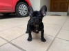 Photo №1. bouledogue - à vendre en ville de Bremen | 331€ | Annonce №117863