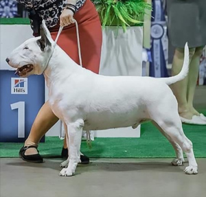 Photo №2 de l'annonce № 6221 de la vente bull terrier - acheter à Fédération de Russie de la fourrière