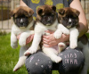 Photo №1. akita (chien) - à vendre en ville de Melbourne | négocié | Annonce №38228