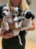 Photo №1. jack russell terrier - à vendre en ville de Vantaa | Gratuit | Annonce №96956